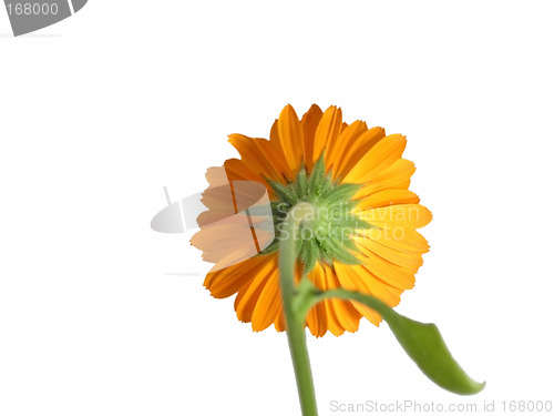 Image of marigold