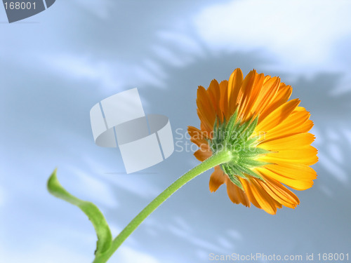 Image of marigold