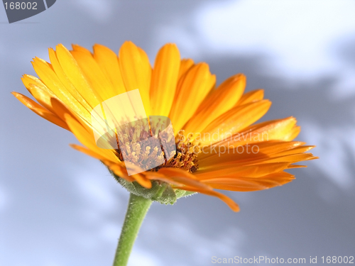 Image of marigold