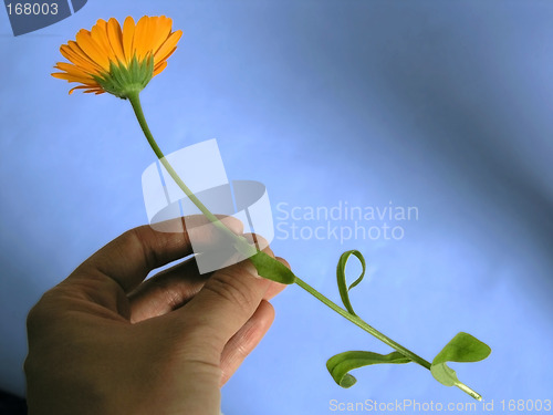 Image of marigold