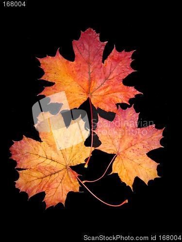 Image of Autumn leaves