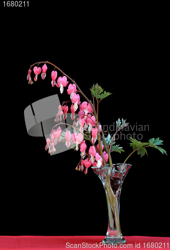 Image of Bleeding Heart in vase with a black background and copy space.