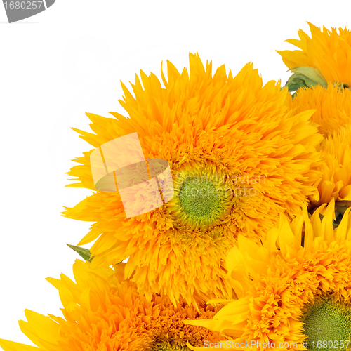 Image of Sunflower Beauty