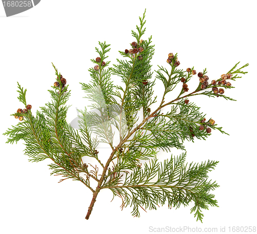 Image of Cedar Leaves