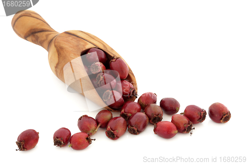 Image of Hawthorn Berries