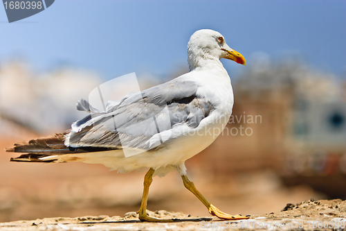 Image of seagull