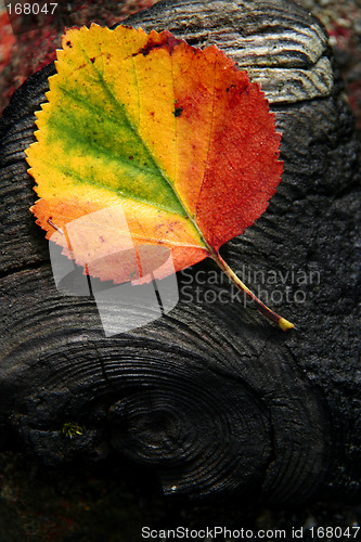 Image of autumnleaf