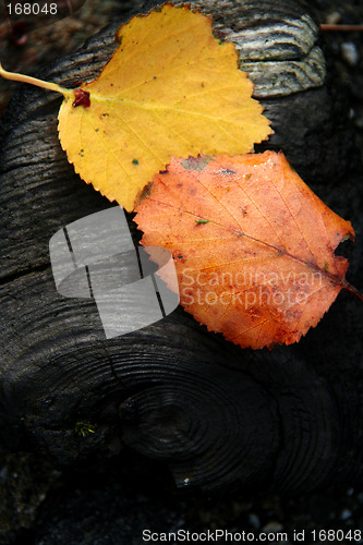 Image of autumn
