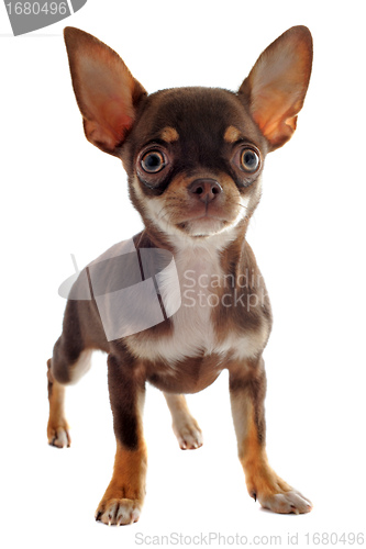 Image of puppy chihuahua