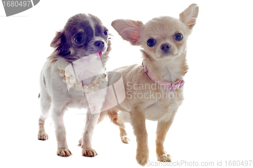 Image of puppies chihuahua