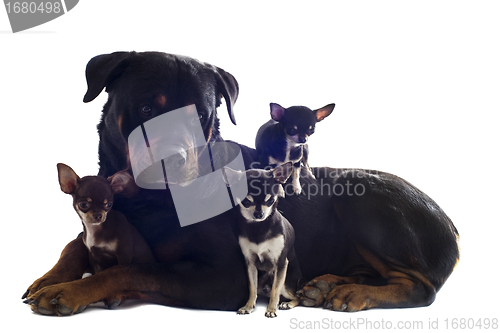 Image of rottweiler and three chihuahuas