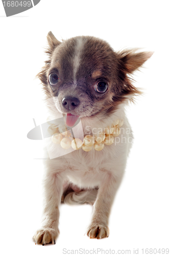 Image of puppy chihuahua and pearl collar