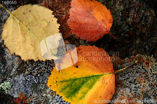 Image of colorful leafs