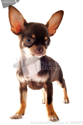 Image of puppy chihuahua