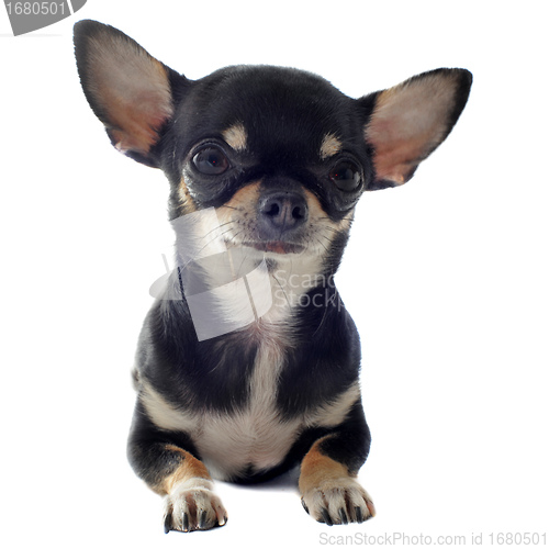 Image of short hair chihuahua