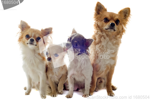 Image of four chihuahuas