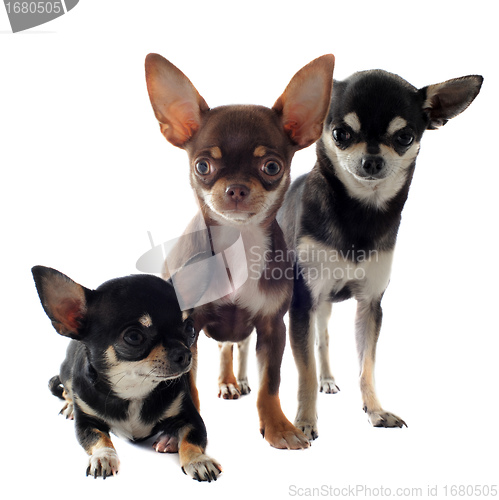 Image of three chihuahuas