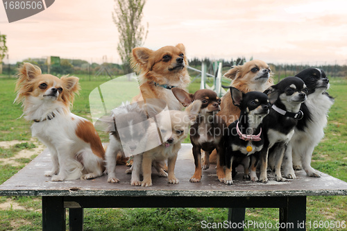 Image of chihuahuas
