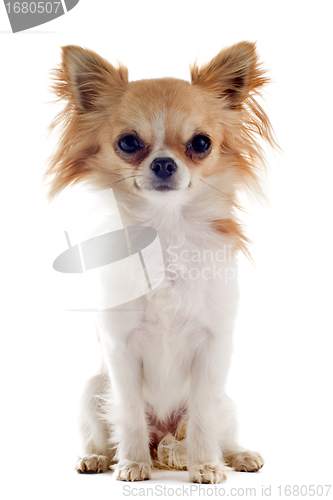 Image of chihuahua