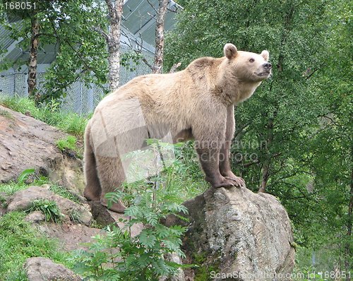 Image of Bear closer