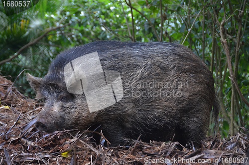 Image of Wild boar in woods