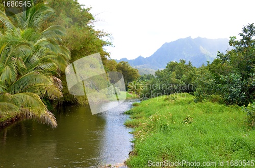 Image of Tranquil stream in lush rainforest