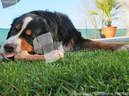 Image of Bernese Mountain Dog Chewing Bone