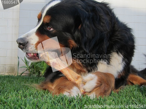 Image of Bernese Mountain Dog Chewing Bone