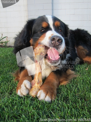Image of Bernese Mountain Dog Chewing Bone