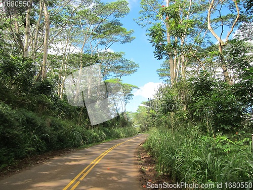 Image of Tarred road through lush woodland