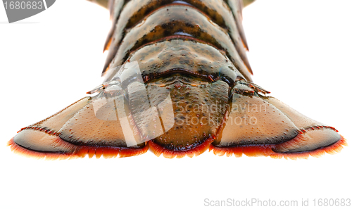 Image of Lobster tail