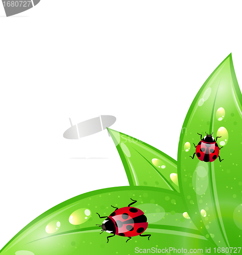 Image of Ecology background with ladybugs on leaves