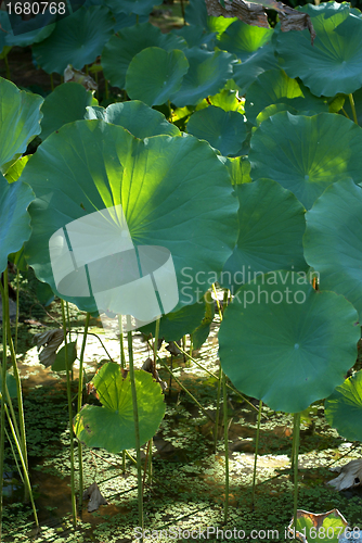 Image of Round green plant in the swamp