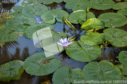 Image of Victoria Regia - the largest waterlily in the world