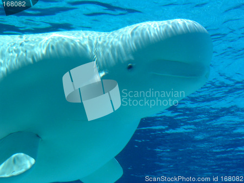 Image of Beluga Whale