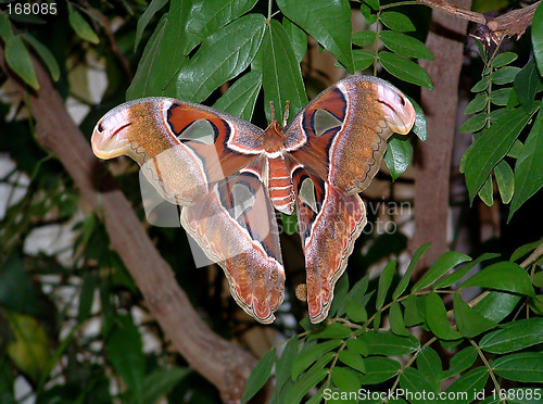 Image of Brown Butterfly