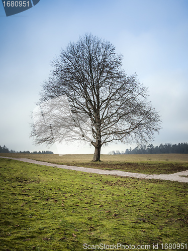 Image of dreaming tree