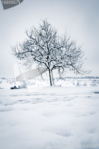 Image of winter tree