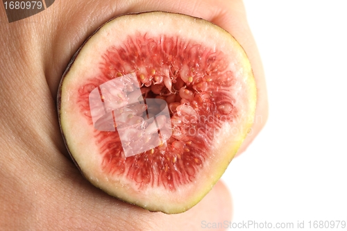 Image of fig fruit hand