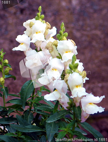 Image of Flowers white