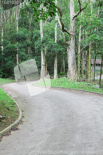 Image of car road in forest