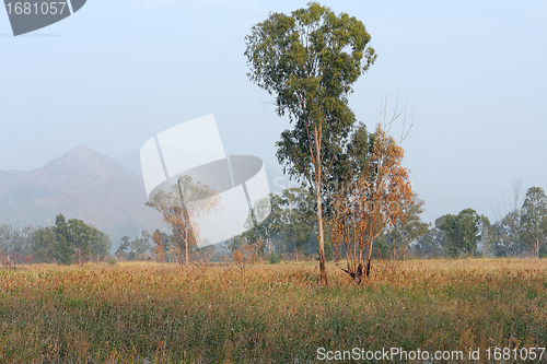 Image of foggy morning sunny landscape with tree, grass 