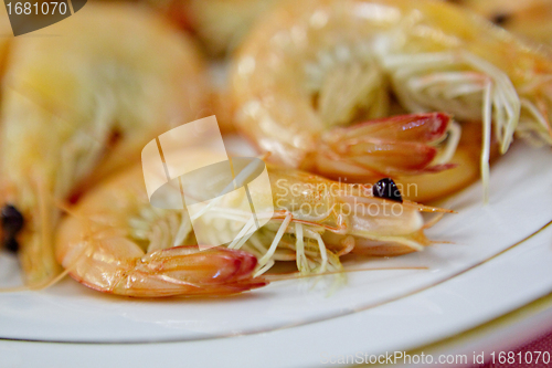 Image of shrimps