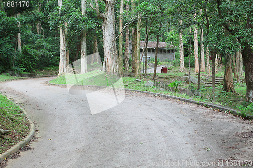 Image of car road in forest