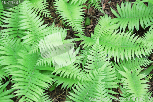 Image of Green grass background 