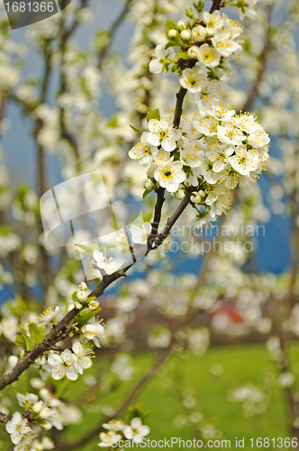 Image of damson blossom