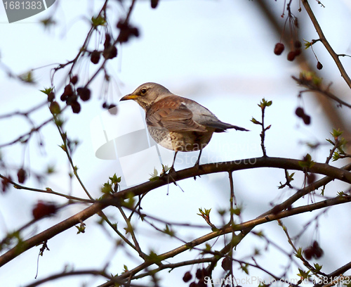 Image of song thrush