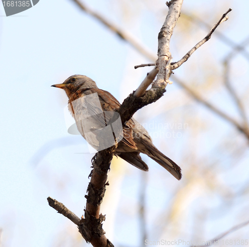 Image of song thrush