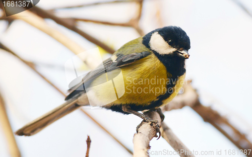 Image of great tit