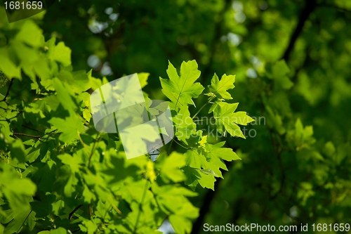 Image of Leaves